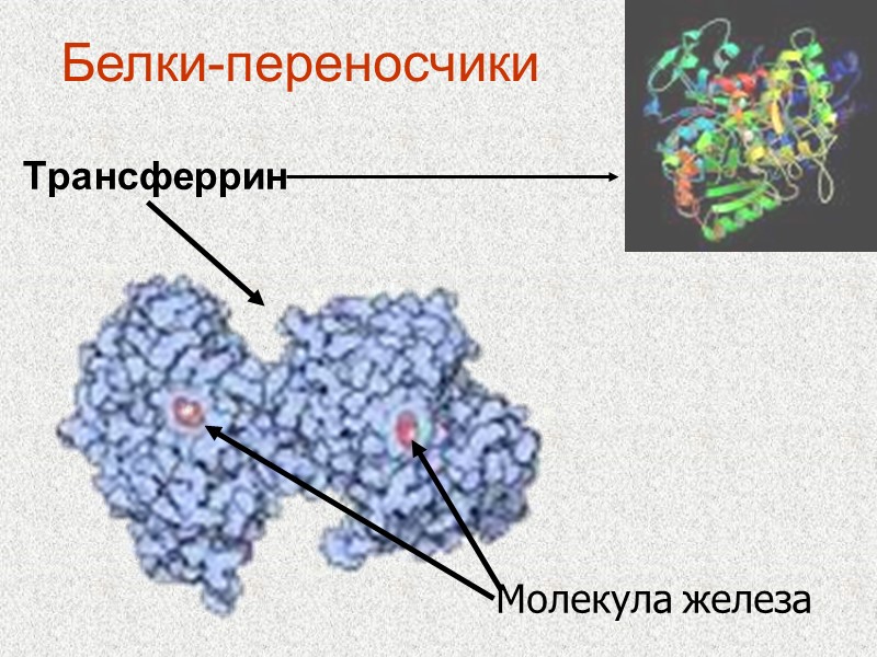 Белки-переносчики Трансферрин Молекула железа